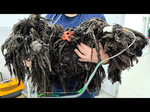 This Dog Broke My Heart...