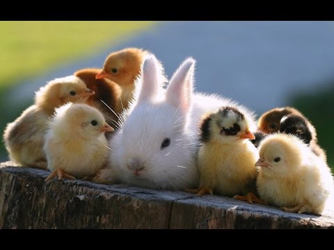 REZarin – Find You (Anturage Remix)