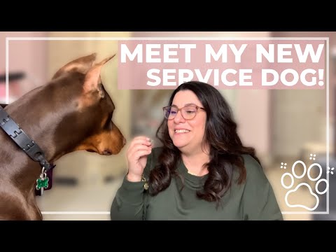 YouTube video about: Can a doberman be a service dog?