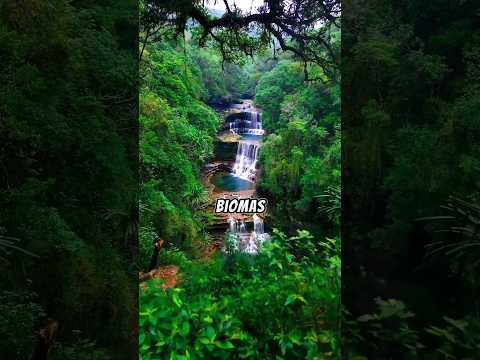 Vídeo: Segunda maior cobertura vegetal do Brasil: perguntas