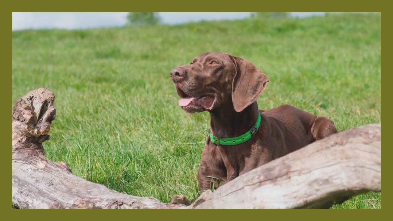 Designer dog collars