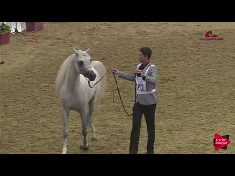 N170 NAYEF UMM ALUDHAM - 2019 Al Shaqab Arabian Horse Show Festival - 4-6 years old stallions (c...