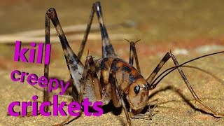 KILL ALL CRICKETS FAST!