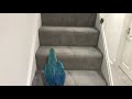 Parrot On A Mission To His Room Mikey The Macaw