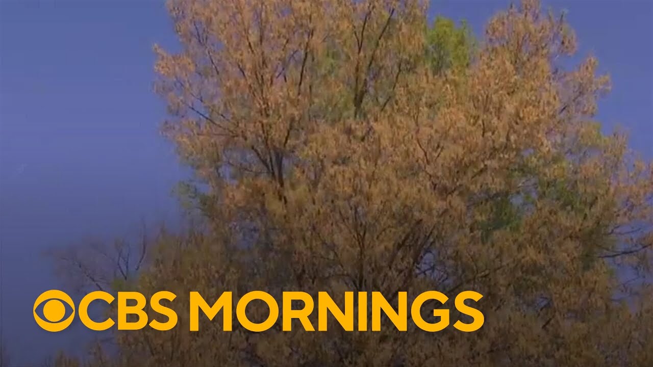 How to get through a potentially explosive allergy season