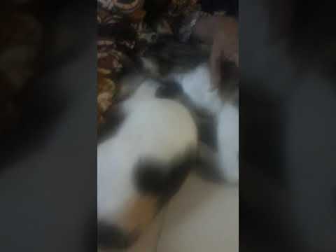 Kucing Lucu Kompilasi Dari Navisha