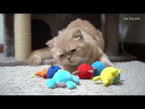 😻 Misty Playing with toys s Funniest Moments! 😹 Persian Cat Antics