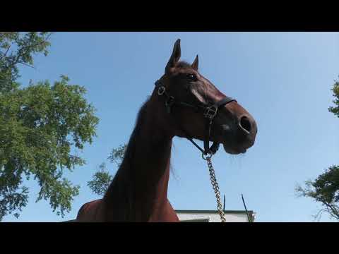 2023 Hambletonian Hopefuls -- Ake Svanstedt --  Up Your Deo & Bond