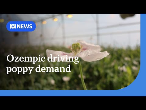 Weight loss drives new demand for Tasmanian poppy farmers | ABC News