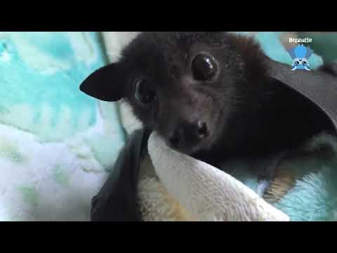 Cutest little Black Flying-Fox pup:  this is Cutie Patootie