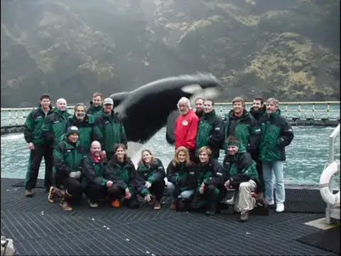 Reintroducing Keiko (the "Free Willy" whale) to the Wild