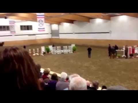 Clarcon - Cormint Hengstfohlen aus dem Stamm 318D1 (Cumano)