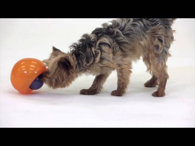 Vídeo relacionado con Planet Dog Orbee-Tuff Snoop - Dispensador de recompensas con Forma de Bola - Rompecabezas Interactivo para Perros - Azul - Grande