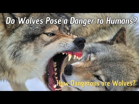 Are Wolves Dangerous for Humans? 🐺 Wild Wolves and Humans 🐕 How dangerous are wolves?
