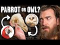 Where Did These Bones Come From?