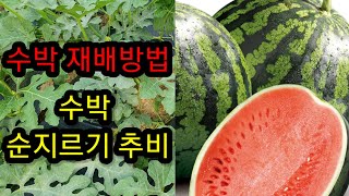 #수박 재배 방법  #텃밭수박 수치는방법