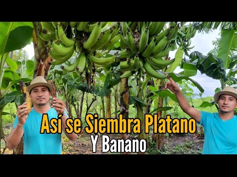 This is how to plant plantains and bananas 🍌