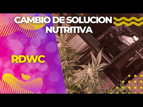 Cambio de solución nutritiva Hidroponía RDWC