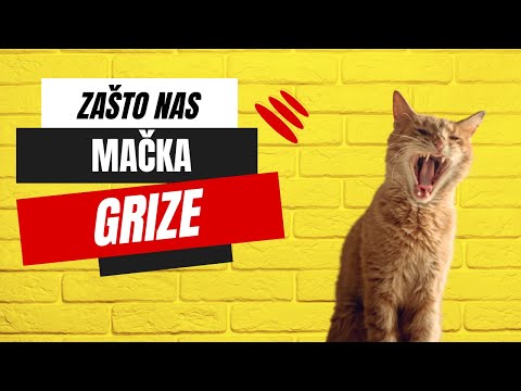 Zašto nas mačka grize