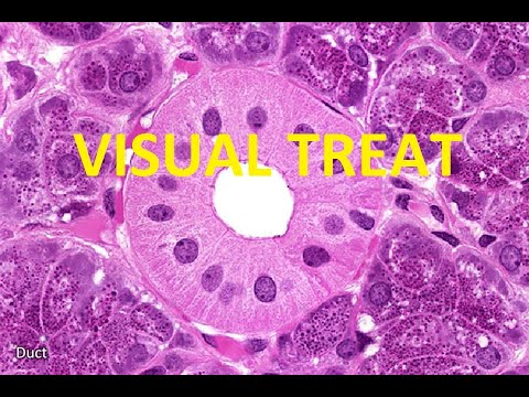 GENERAL PATHOLOGY II CHAPTER 2 II CELL INJURY II PART 1 II ROBBINS PATHOLOGY