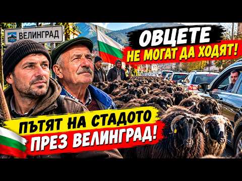 Стадото на бай Рибан блокира Велинград. ОВЦЕТЕ НЕ МОГАТ ДА ХОДЯТ!