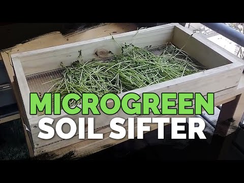How to Grow Microgreens from Start to Finish COMPLETE GUIDE