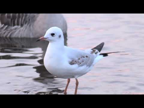 The most beautiful bird in the sea ⛱️ beach | obak drisso