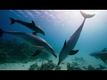 Blue Planet II Opening Scene