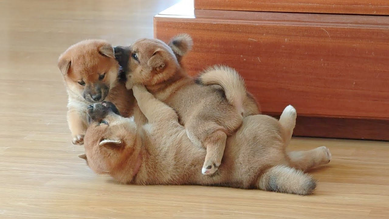 3 little Japanese sumo wrestlers - colourised 