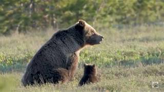 YELLOWSTONE: Having fun with the bears