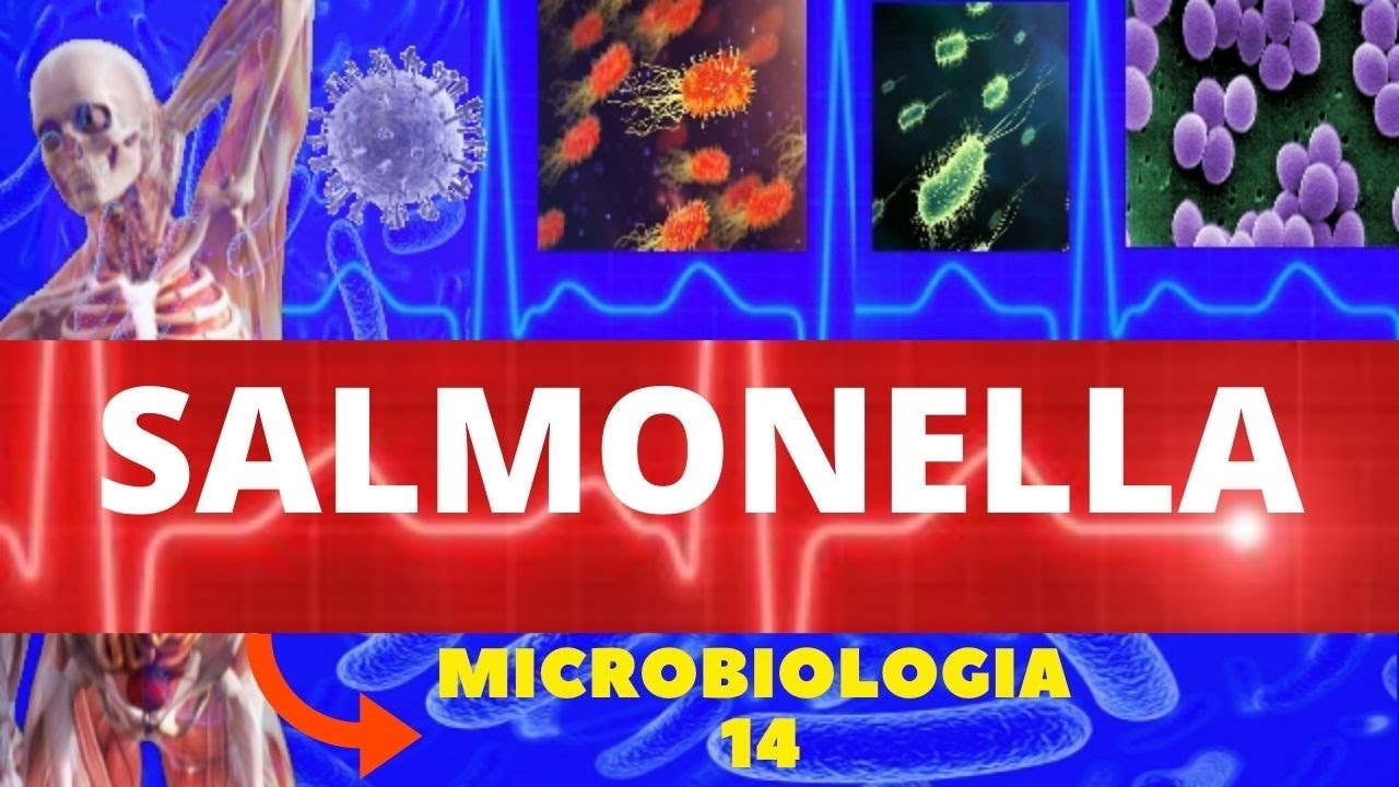 SALMONELLA - MICROBIOLOGIA (BACTÉRIAS PATOGÊNICAS) - DOENÇAS POR SALMONELLA