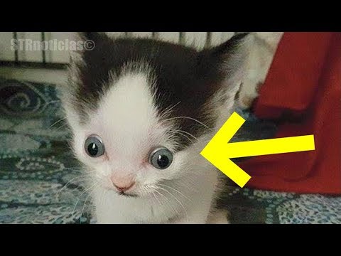 Nadie quiere a este adorable gatito y la razón seguramente romperá tu corazón... Video