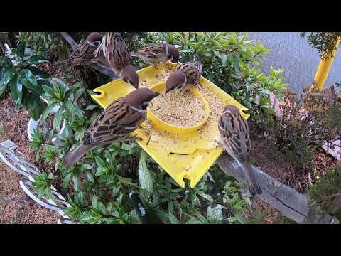 なぜ鶏は砂を食べるのか