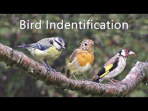 Bird Identification Video in English- UK Garden Birds Names ID