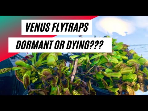 What does a dormant Venus Flytrap look like?