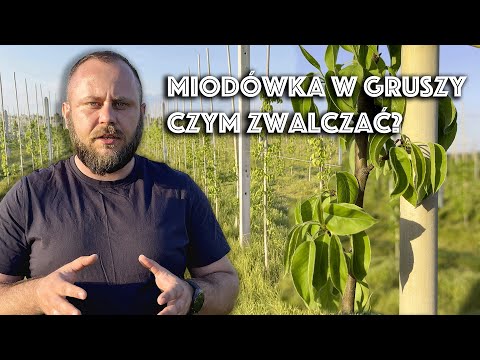 Zwalczanie miodówki w gruszy. Krótko i na temat