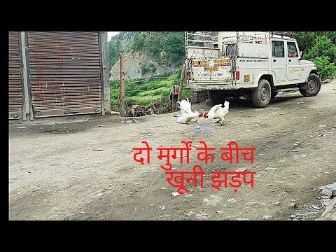 COCK FIGHT IN INDIA||Royal Battleground||