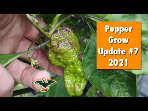 2021 Pepper grow update #7 - 07/06/21