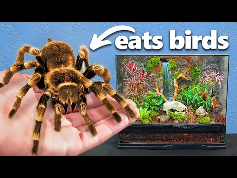 I Got The Largest Pet Spider (yes, really)