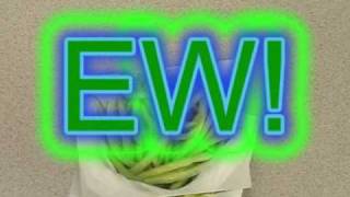 Pizza Day - The Aquabats