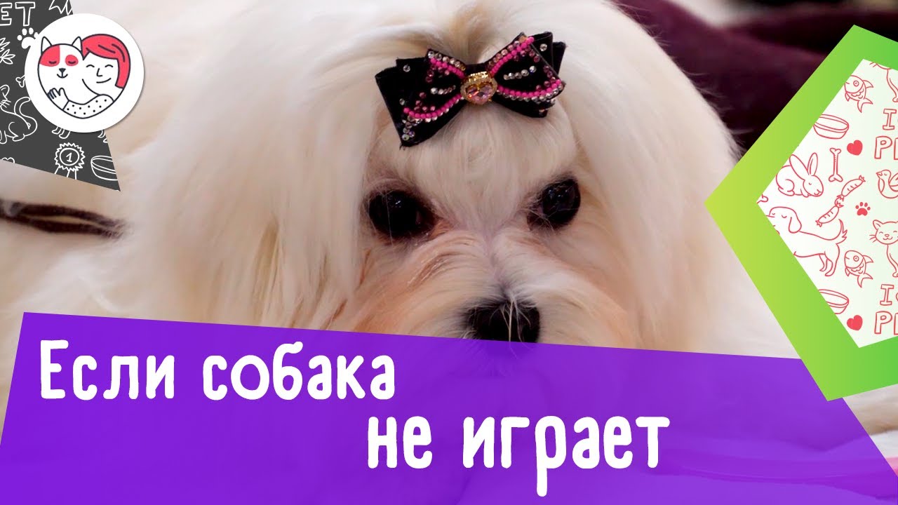 4 причины, почему собака отказывается играть