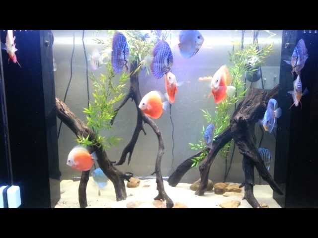 150  Acrylic Aquarium Discus Tank