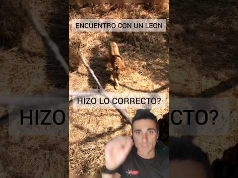 Encounter with a lion. Did he do the right thing? #survival #emergency #didyouknow