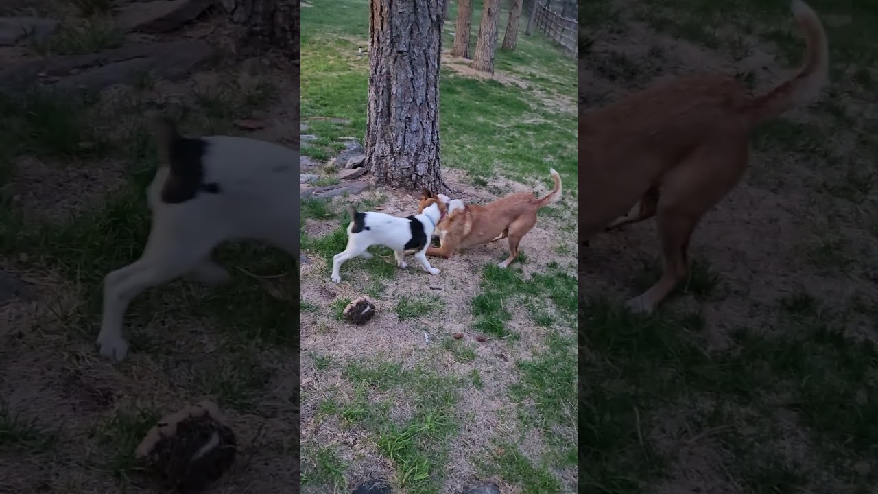 Enlarge Foxy, a Adoptable mixed breed in Evergreen, CO video 4/6