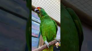 Download lagu Burung Kaka Tua Hijau #short #shorts #youtubeshorts mp3