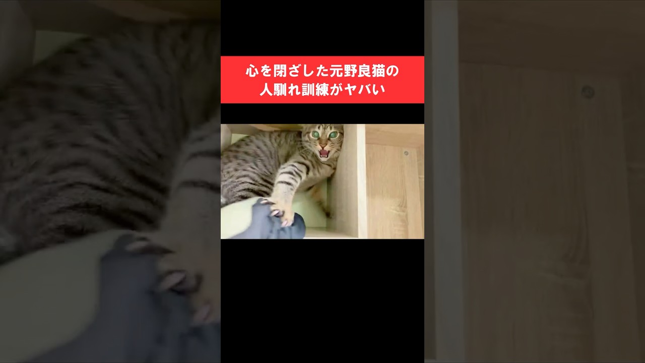 親兄弟と別れて心を閉ざした元野良猫の人馴れ訓練がヤバい