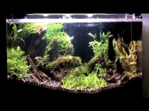 how to aquascape a planted aquarium with low light plants and diy co2