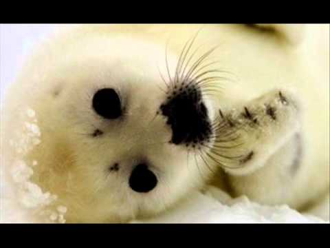 Video thumbnail for Море - мой дом (Sea Is My Home)