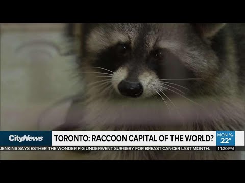 Toronto named raccoon capital of the world