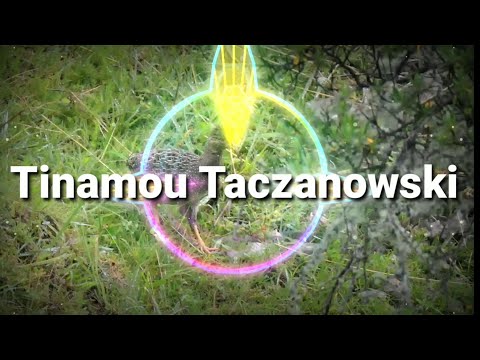 Tinamou Taczanowski
